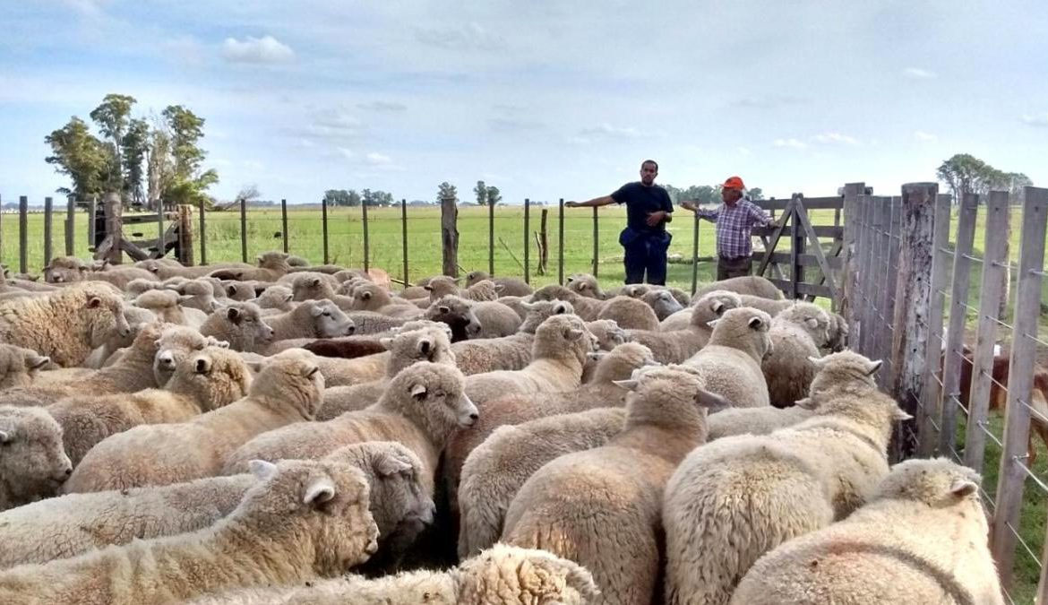 Ovinos: Desarrollo Agrario otorgará créditos de $ 566.800 para proyectos productivos